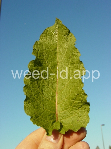 dock, broadleaf